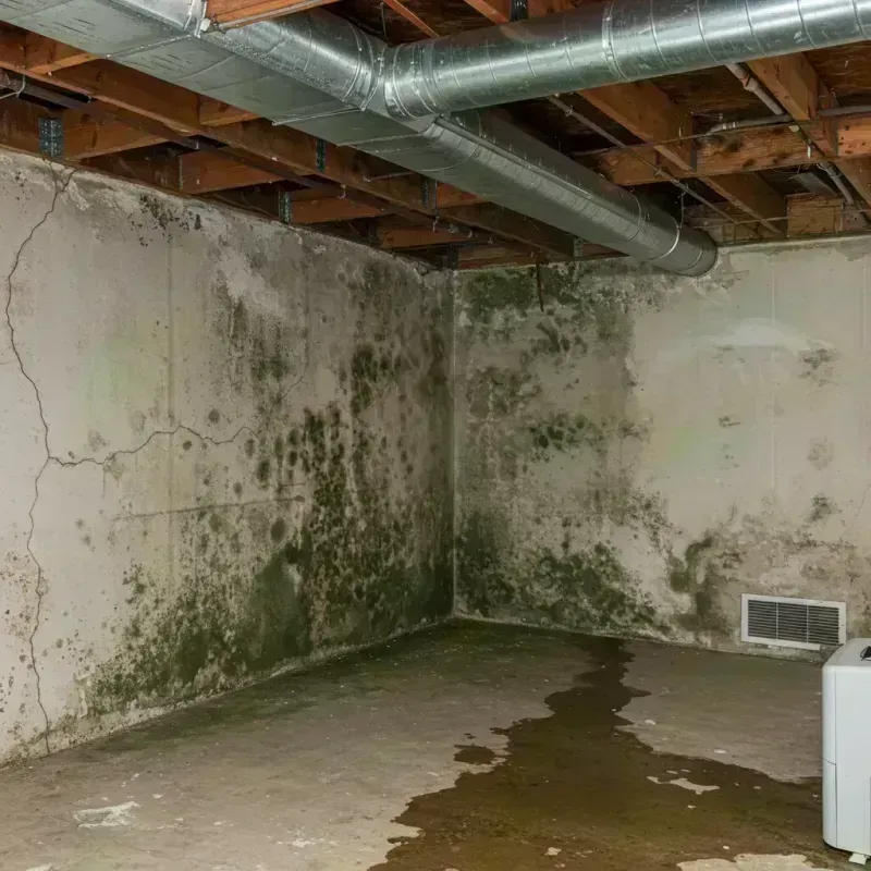 Professional Mold Removal in Morganfield, KY